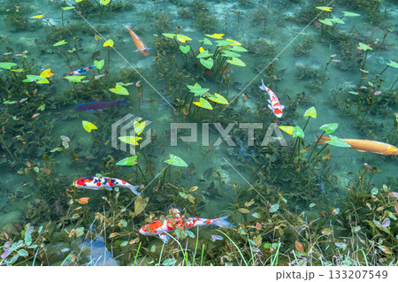 《岐阜県》モネの池・秋 133207549