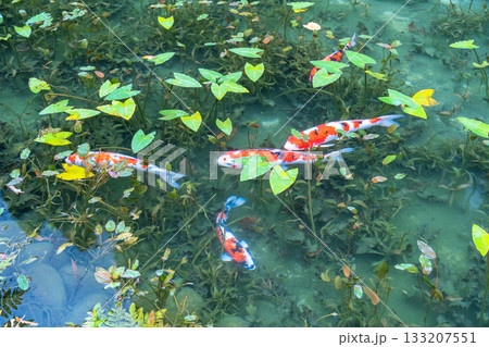 《岐阜県》モネの池・秋 133207551