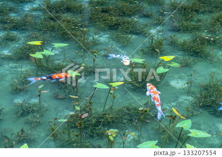 《岐阜県》モネの池・秋 133207554
