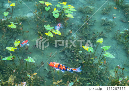 《岐阜県》モネの池・秋 133207555