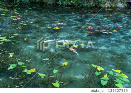 《岐阜県》モネの池・秋 133207556