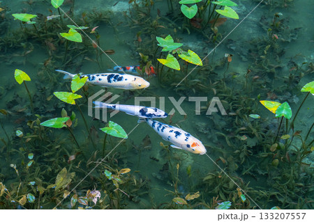 《岐阜県》モネの池・秋 133207557