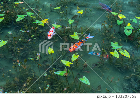 《岐阜県》モネの池・秋 133207558