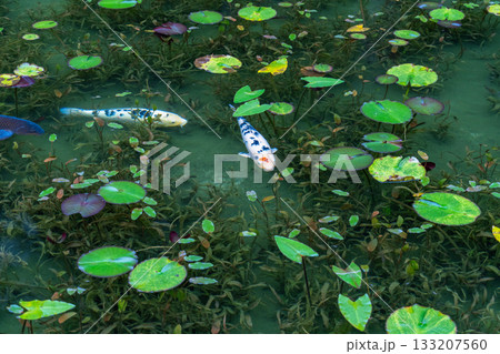 《岐阜県》モネの池・秋 133207560