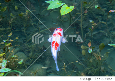 《岐阜県》モネの池・秋 133207562