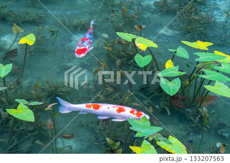 《岐阜県》モネの池・秋 133207563