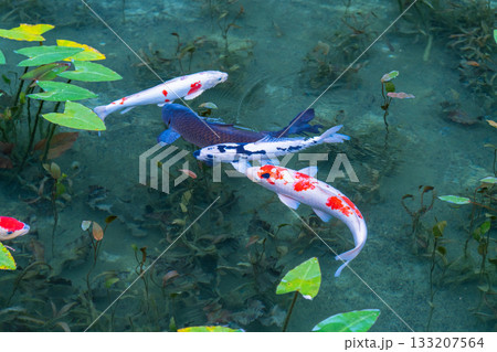 《岐阜県》モネの池・秋 133207564