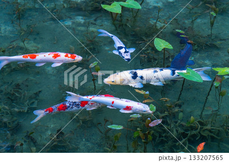 《岐阜県》モネの池・秋 133207565