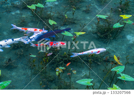 《岐阜県》モネの池・秋 133207566