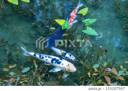《岐阜県》モネの池・秋 133207567