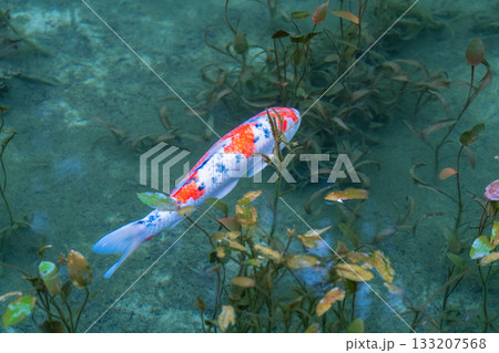 《岐阜県》モネの池・秋 133207568