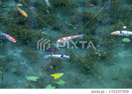 《岐阜県》モネの池・秋 《岐阜県》モネの池・秋 133207569