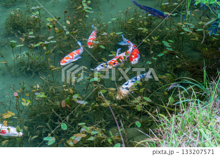 《岐阜県》モネの池・秋 133207571