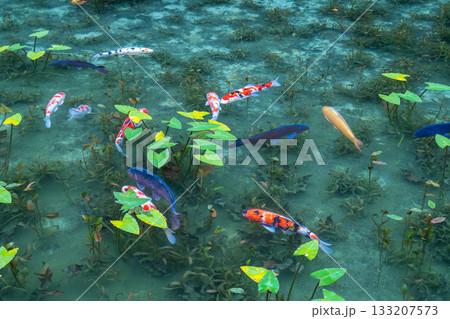 《岐阜県》モネの池・秋 133207573
