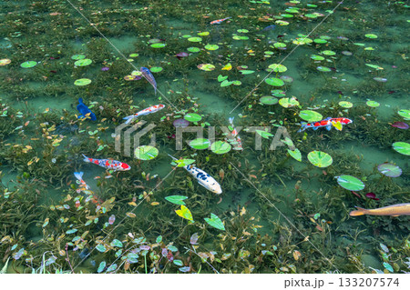 《岐阜県》モネの池・秋 133207574