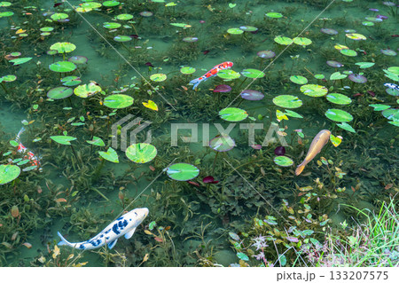 《岐阜県》モネの池・秋 133207575