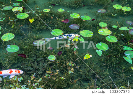《岐阜県》モネの池・秋 133207576