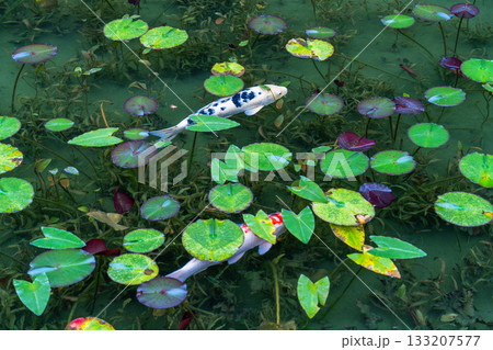 《岐阜県》モネの池・秋 133207577