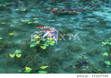 《岐阜県》モネの池・秋 133207580