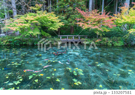 《岐阜県》モネの池・秋 133207581