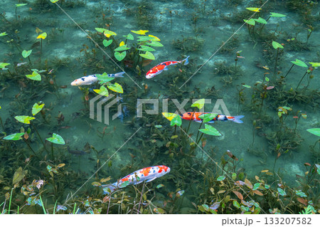 《岐阜県》モネの池・秋 133207582