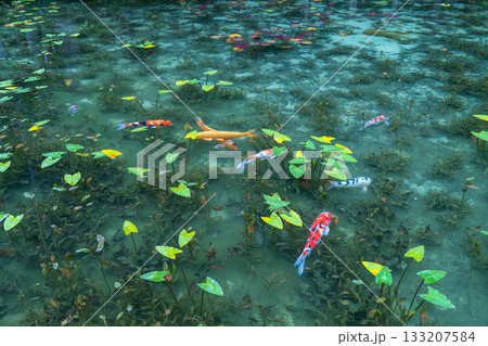 《岐阜県》モネの池・秋 133207584
