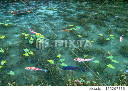 《岐阜県》モネの池・秋 133207586