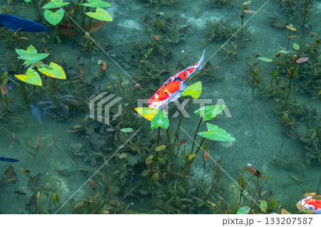 《岐阜県》モネの池・秋 133207587