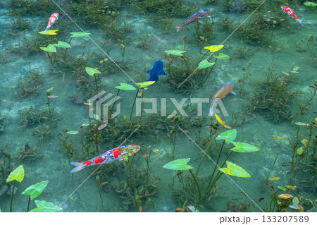 《岐阜県》モネの池・秋 133207589