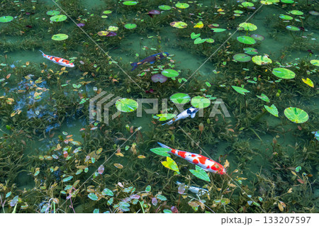 《岐阜県》モネの池・秋 133207597