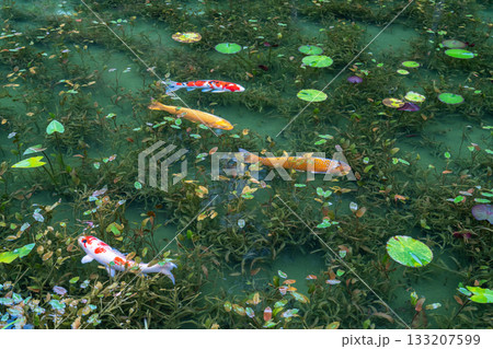 《岐阜県》モネの池・秋 133207599