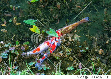 《岐阜県》モネの池・秋 133207601