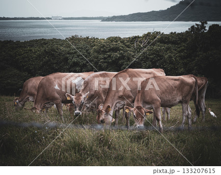 石垣島の牛 133207615