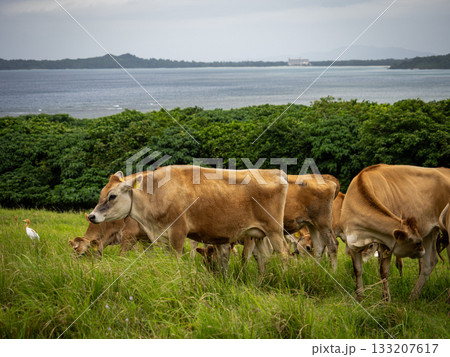 石垣島の牛 石垣島の牛 133207617