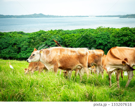 石垣島の牛 133207618