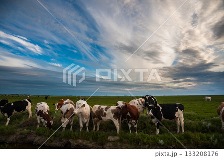 Grazing cattle at the Noarderleech Grazing cattle at the Noarderleech 133208176