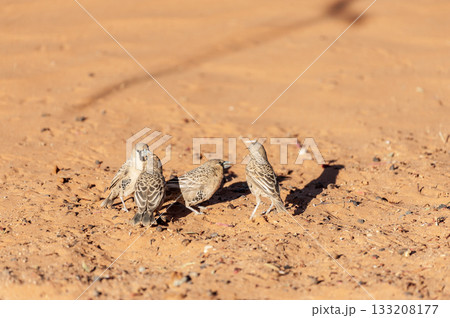 sociable weaver bird 133208177