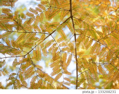 メタセコイアの黄葉 133208231