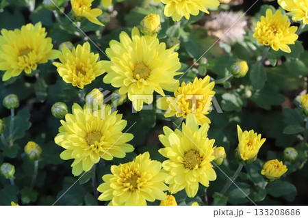 秋の庭に咲く黄色い綺麗な菊の花 133208686