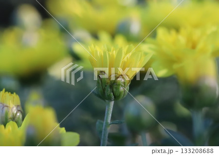 秋の庭に咲く黄色い綺麗な菊の花 133208688