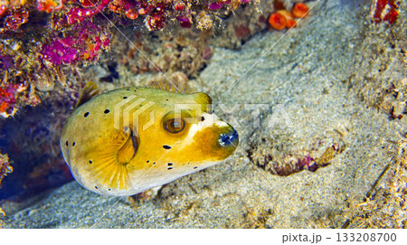 Black-spotted Pufferfish, Sulawesi 133208700