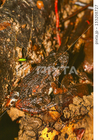 Tropical Frog, Amazonia 133208727