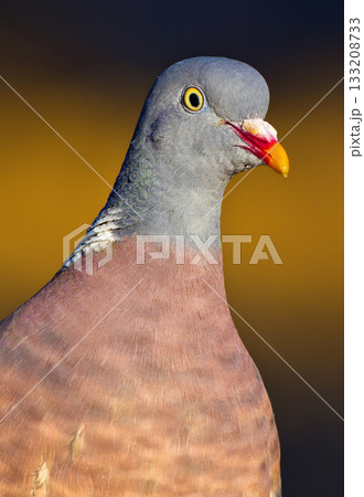 Wood Pigeon, Mediterranean Forest, Spain 133208733
