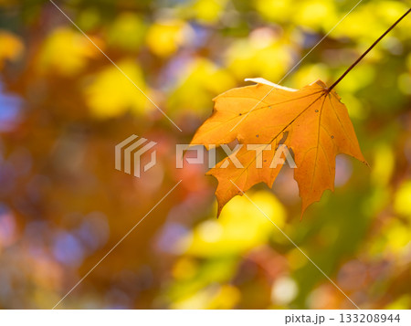 オレンジ色に紅葉したサトウカエデの葉 133208944
