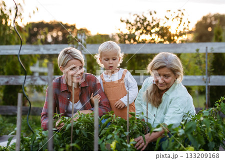 Little boy helping on farm, picking peppers 133209168