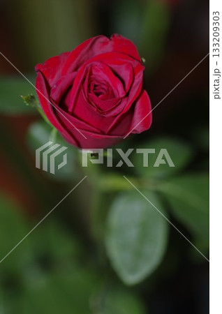 真実の永遠の愛を象徴する赤い薔薇 真実の永遠の愛を象徴する赤い薔薇 133209303