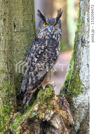 Eurasian eagle owl (Bubo Bubo) is looking at the camera. 133209472