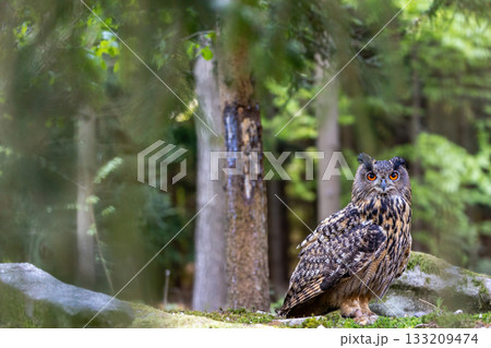 The Eurasian eagle owl (Bubo Bubo) sitting in the deep forest is looking at the camera. 133209474