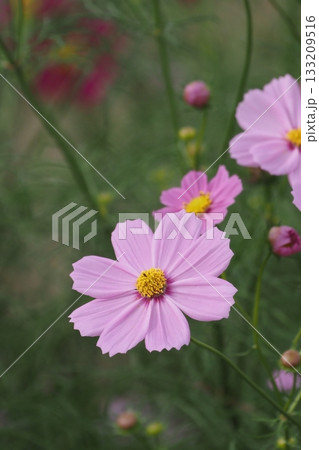秋の花コスモスのピンク色のコスモスが咲いています 秋の花コスモスのピンク色のコスモスが咲いています 133209516