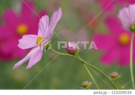 コスモス コスモス 133209538